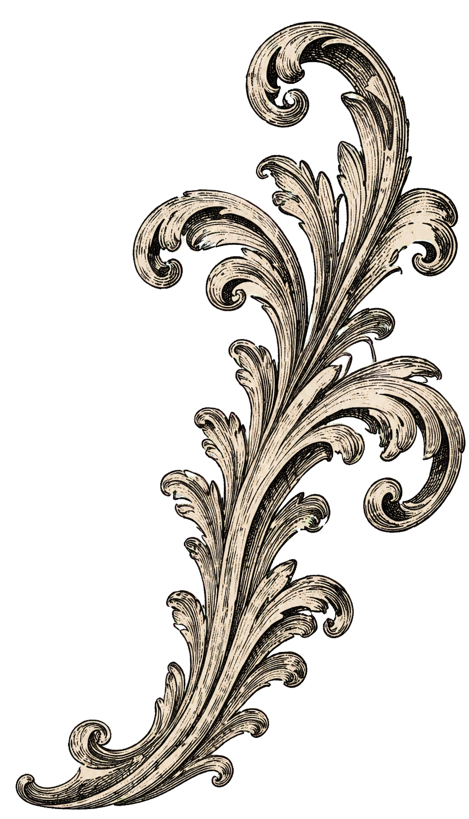 Engraved Rococo ornament